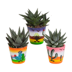 Mélange Gasteria/Haworthia – Ø9 cm, 18 cm de haut