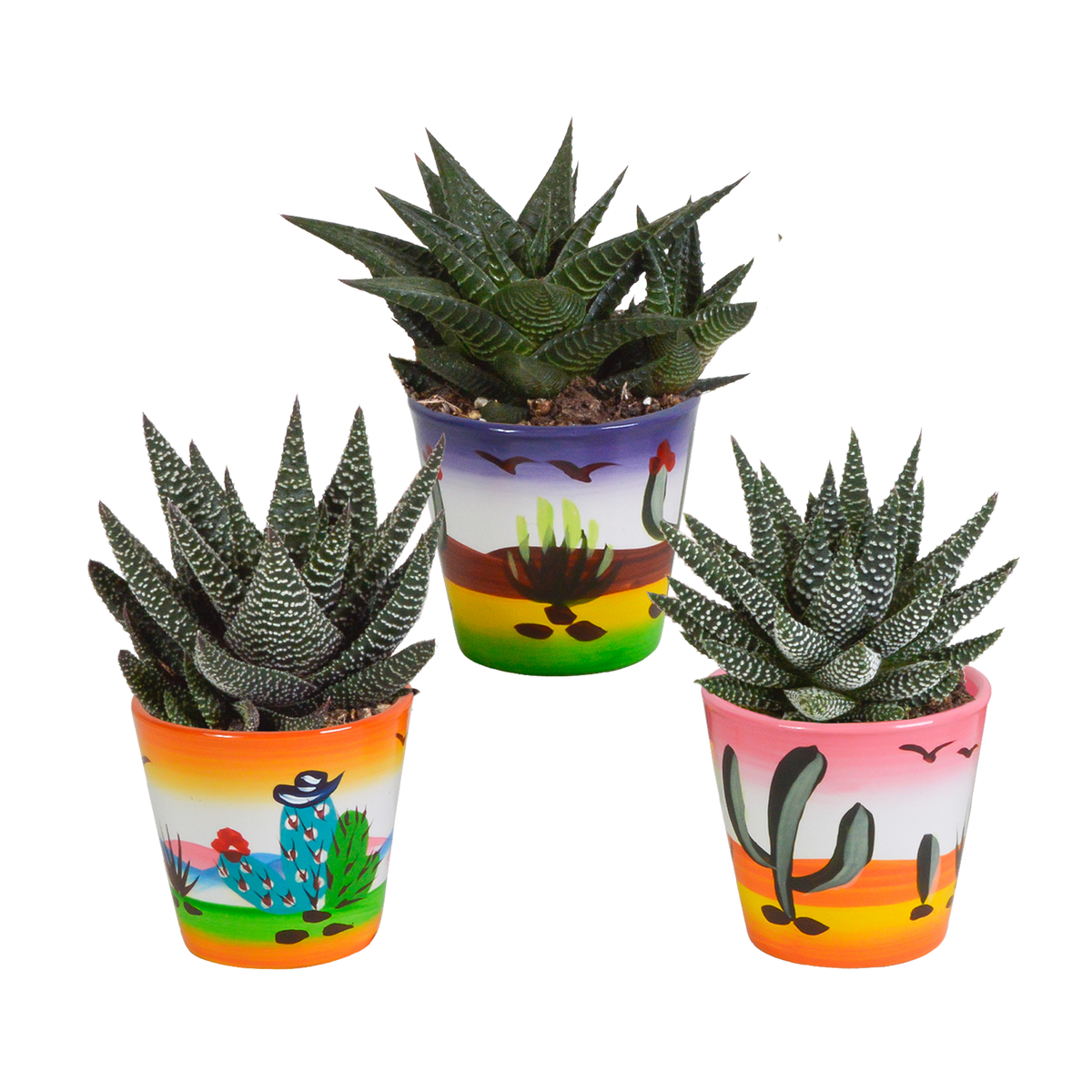 Mélange Gasteria/Haworthia – Ø9 cm, 18 cm de haut