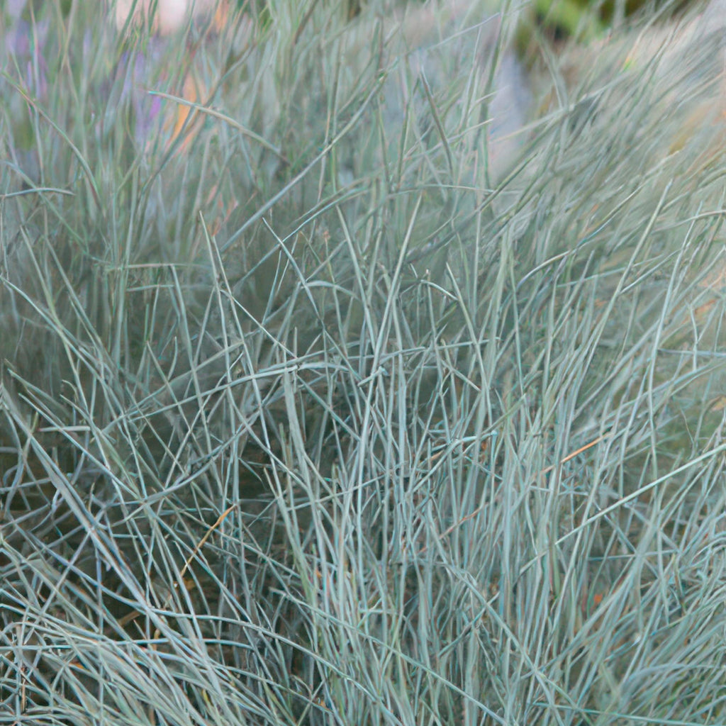 Festuca glauca 'Elijah Bleu' (blue fescue) – 12 plants, Ø9 cm, 10–25 cm high