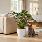 Philodendron Xanadu dans pot de présentation blanc – Ø19 cm, 60 cm de haut