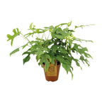 Monstera Minima (mini-monstera) – Ø15 cm, 40 cm de haut