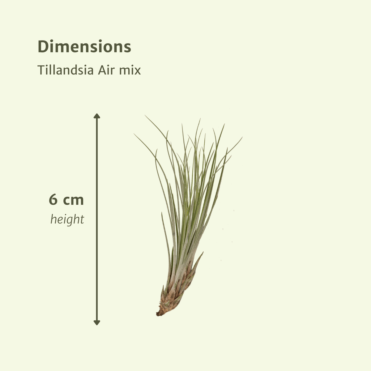 20× Tillandsia Air mix (luftplante) – Ø6 cm, 6 cm høj