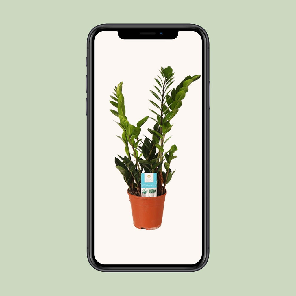Zamioculcas zamiifolia (zz-plant) – Ø14 cm, 45 cm hoog