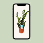 Zamioculcas zamiifolia (zz-plant) – Ø14 cm, 45 cm hoog