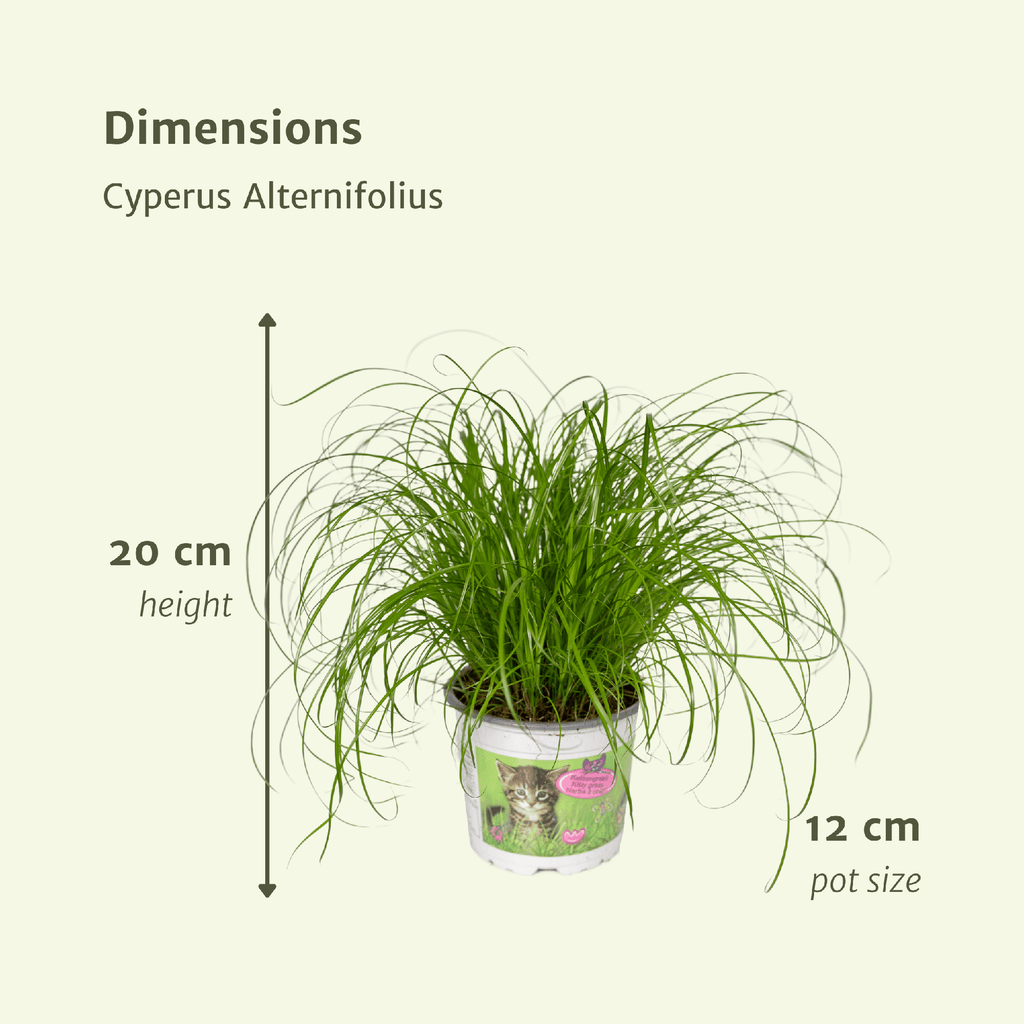 4× Cat Grass (Cyperus) – Ø12 cm, 20 cm high – photo 4