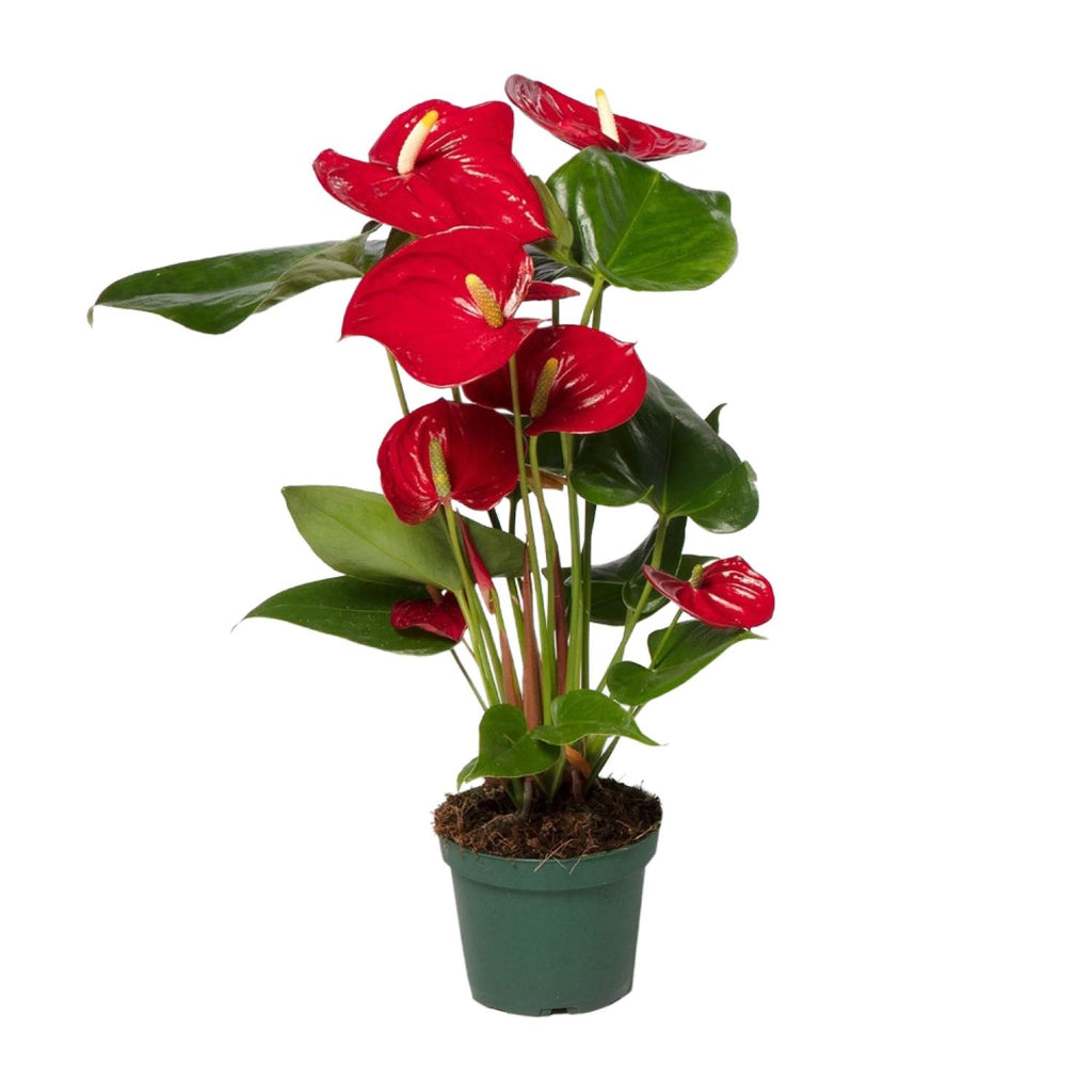 Anthurium Red (flamingo flower) – Ø12 cm, 40 cm high
