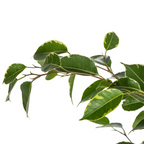 Ficus benjamina Golden King (Weihnachtsfeige) – Ø 17 cm, 60–80 cm hoch