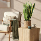 Sansevieria Laurentii (vrouwentong) met mand – Ø21 cm, 70–80 cm hoog