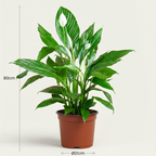 Spathiphyllum (Bogenhanf) – Ø 19 cm, 70–80 cm hoch