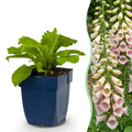 Digitalis purp. 'Gloxiniiflora' (Fingerhut) – rosa-weiß – Ø11 cm, 15–25 cm hoch