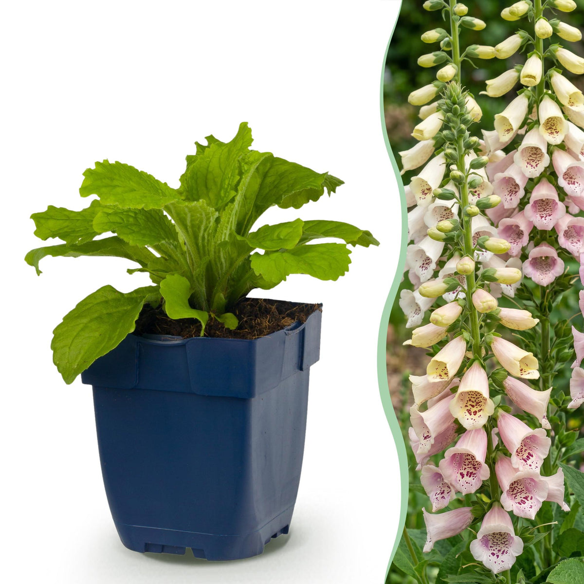 Digitalis purp. 'Gloxiniiflora' (Fingerhut) – rosa-weiß – Ø11 cm, 15–25 cm hoch