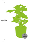 Anthurium Red 12 cm i ELHO Vibes Fold 14 cm pink (brændende kærlighed) – 40 cm høj