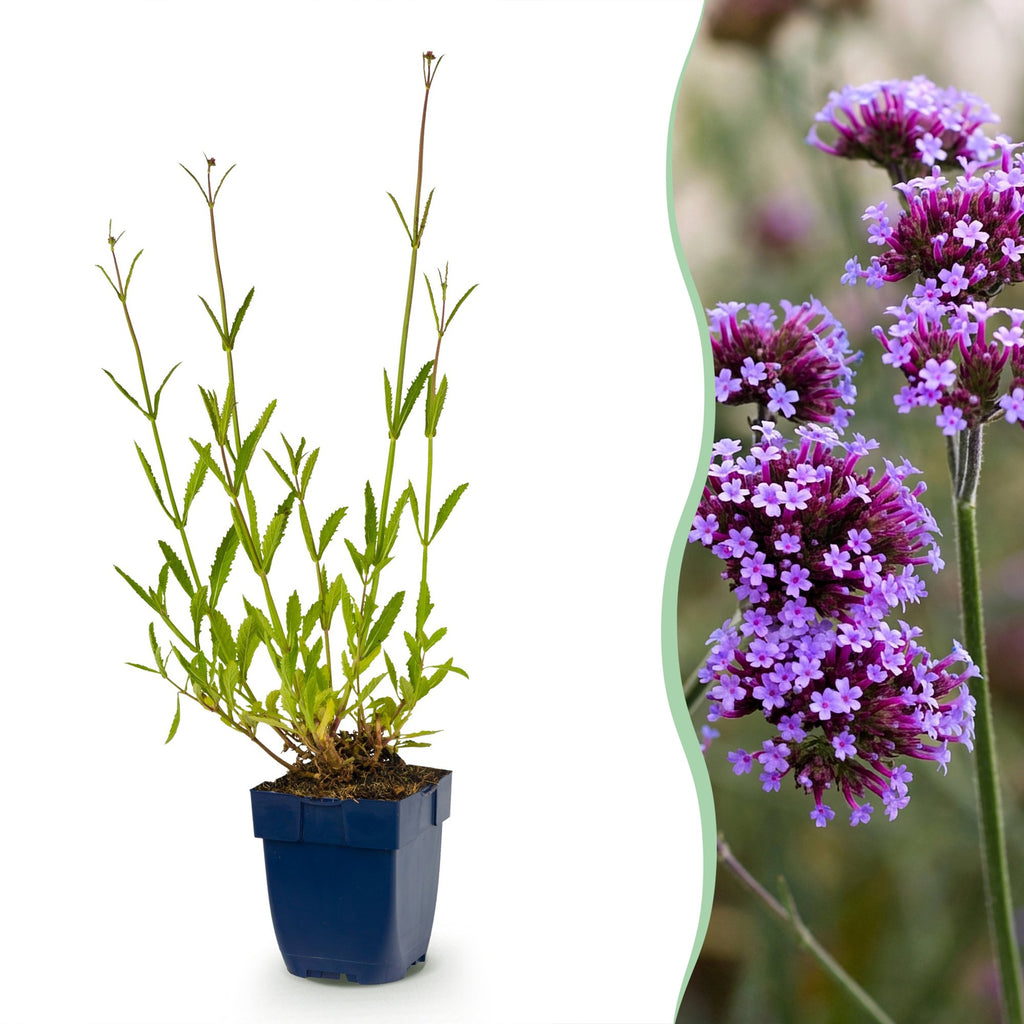 Verbena bonariensis (Bonapartia) – lila – 24 Pflanzen, Ø 11 cm, 15–25 cm hoch
