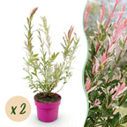 Salix 'Flamingo' (saule) – 2 plantes, Ø17 cm, 40–50 cm de haut