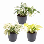 3× Epipremnum Tricolour (scindapsus) i grå potte – Ø6 cm, 20–25 cm høj