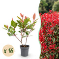 Photinia fraseri 'Little Red Robin' (photinia) – rouge – 16 plants, Ø9 cm, 25–35 cm de haut