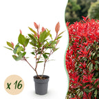 Photinia fraseri 'Little Red Robin' (photinia) – rouge – 16 plants, Ø9 cm, 25–35 cm de haut