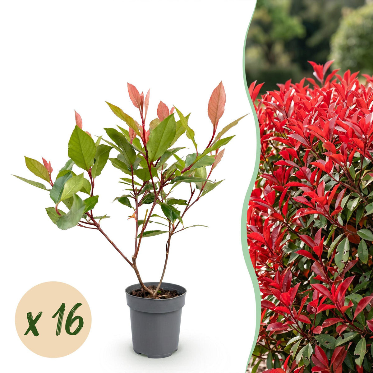 Photinia fraseri 'Little Red Robin' (photinia) – rouge – 16 plants, Ø9 cm, 25–35 cm de haut