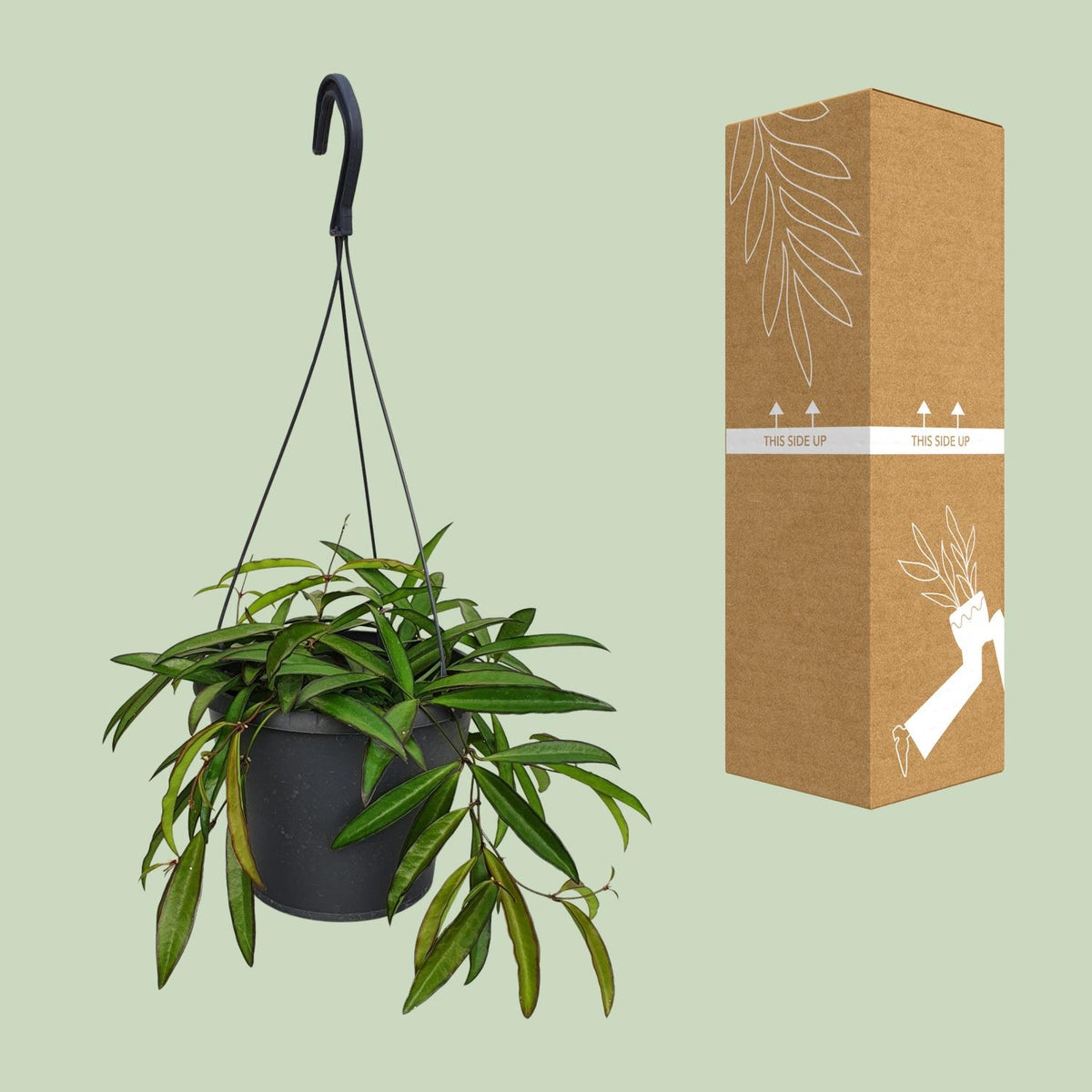 Hoya Weyetii (wasbloem) – Ø19 cm, 20 cm hoog