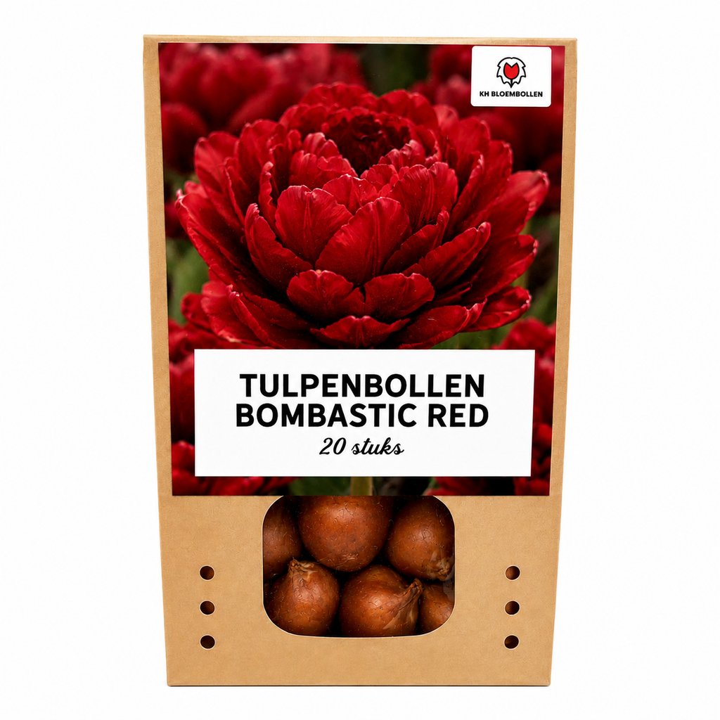 Tulipe 'Bombastic Red' – 20 bulbes (calibre 11/12)