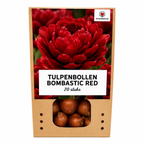 Tulipe 'Bombastic Red' – 20 bulbes (calibre 11/12)