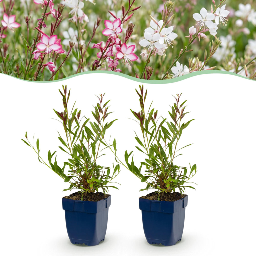 Gaura 'Duo' (fleur de lys) – rose-blanc – 24 plantes, Ø11 cm, 15–25 cm de haut