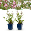 Gaura 'Duo' (fleur de lys) – rose-blanc – 24 plantes, Ø11 cm, 15–25 cm de haut