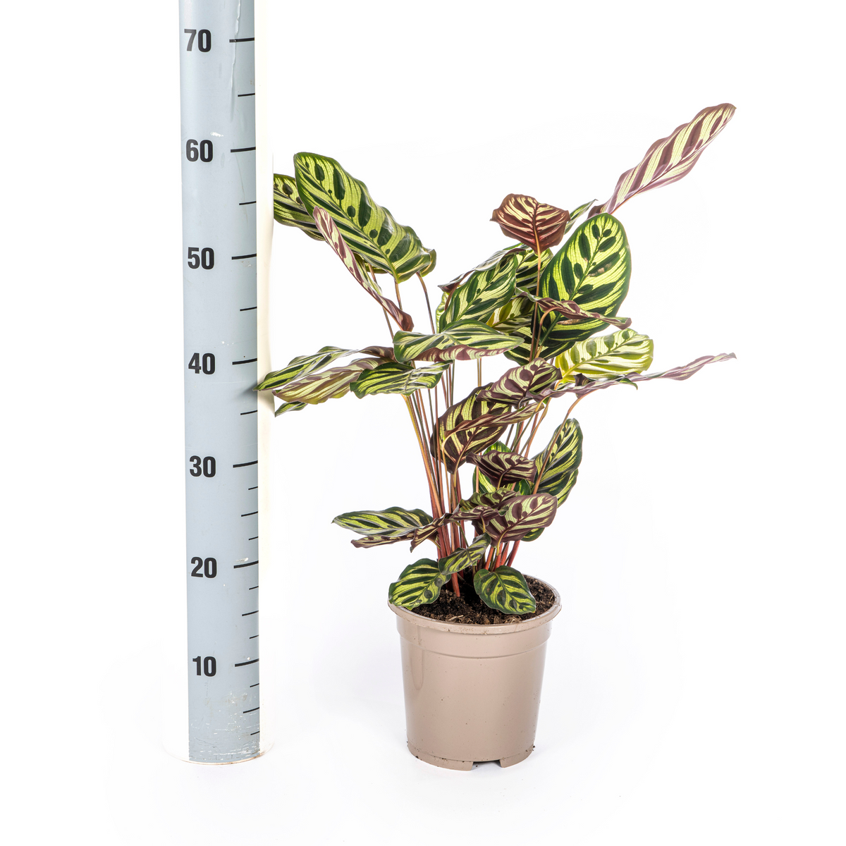 Calathea makoyana – Ø17 cm, 40–50 cm hoog