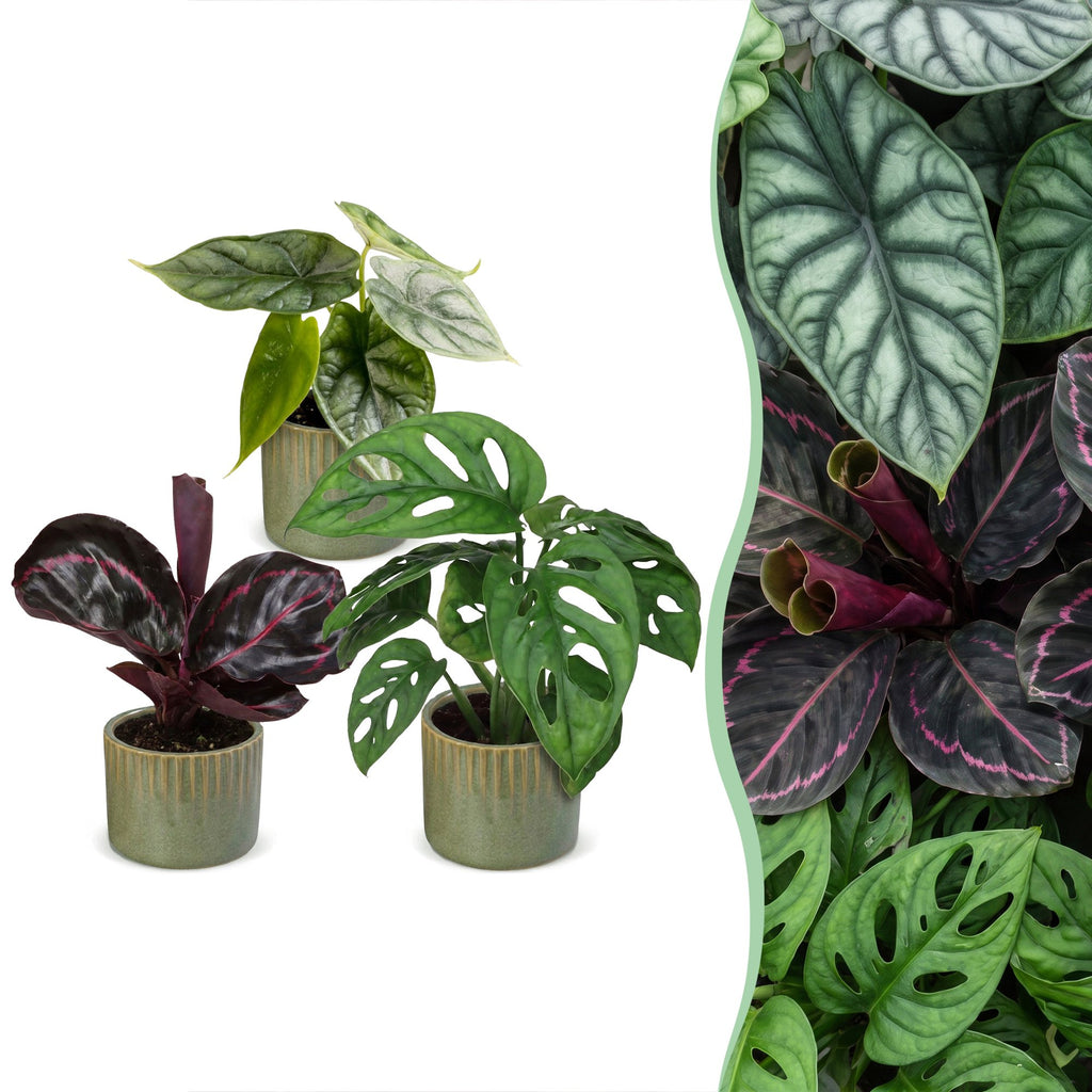 3× jeunes plantes Jungle Mix incl. Linnea Olive – Ø6 cm, 10–15 cm de haut