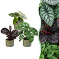 3× jeunes plantes Jungle Mix incl. Linnea Olive – Ø6 cm, 10–15 cm de haut