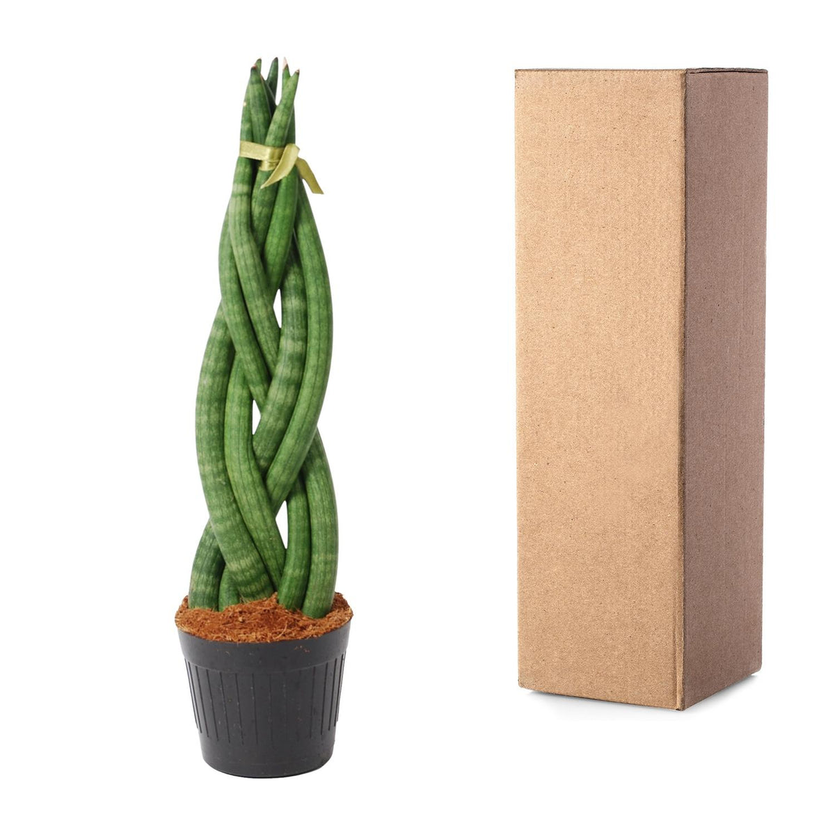 Sansevieria cylindrica 'Twist' (vrouwentong) – Ø10 cm, 40 cm hoog