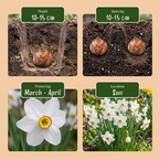 Narcisse 'Recurvus' – 20 bulbes de fleurs (taille 12/14)