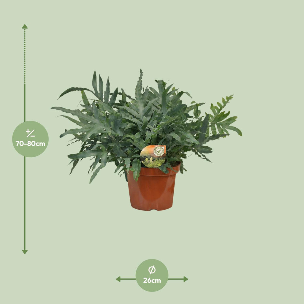 Phlebodium Blue Star (blåbreg) – Ø26 cm, 80 cm høj