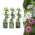 Passiflora 'Tricolour' (driekleurige passiebloem) – wit-paars-roze – 12 planten, Ø9 cm, 35 cm hoog