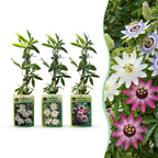 Passiflora 'Tricolour' (driekleurige passiebloem) – wit-paars-roze – 12 planten, Ø9 cm, 35 cm hoog