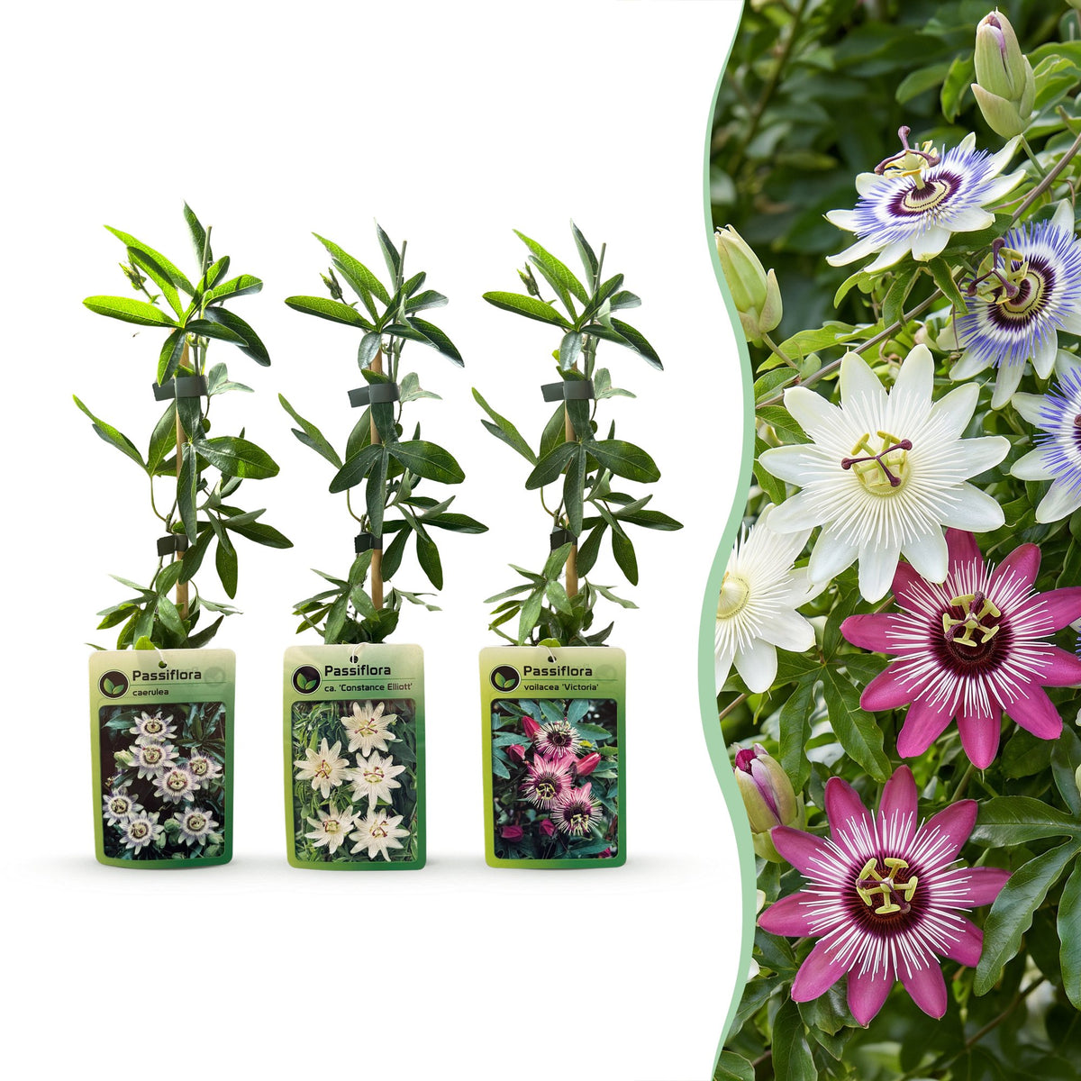 Passiflora 'Tricolour' (driekleurige passiebloem) – wit-paars-roze – 12 planten, Ø9 cm, 35 cm hoog