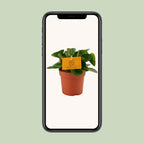 Peperomia Obtipan – Ø11 cm, 15 cm høj