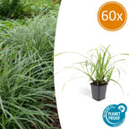 Carex morrowii 'Ice Dance' (starr) – 60 plantor, Ø9 cm, 10–25 cm hög