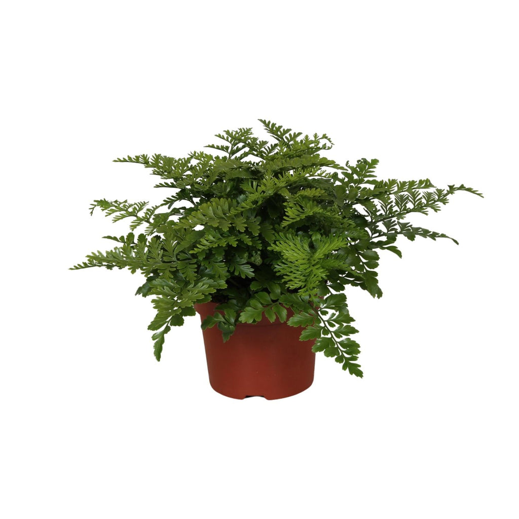 Asplenium Parvati (Vogelnestfarn) – Ø12 cm, 25 cm hoch