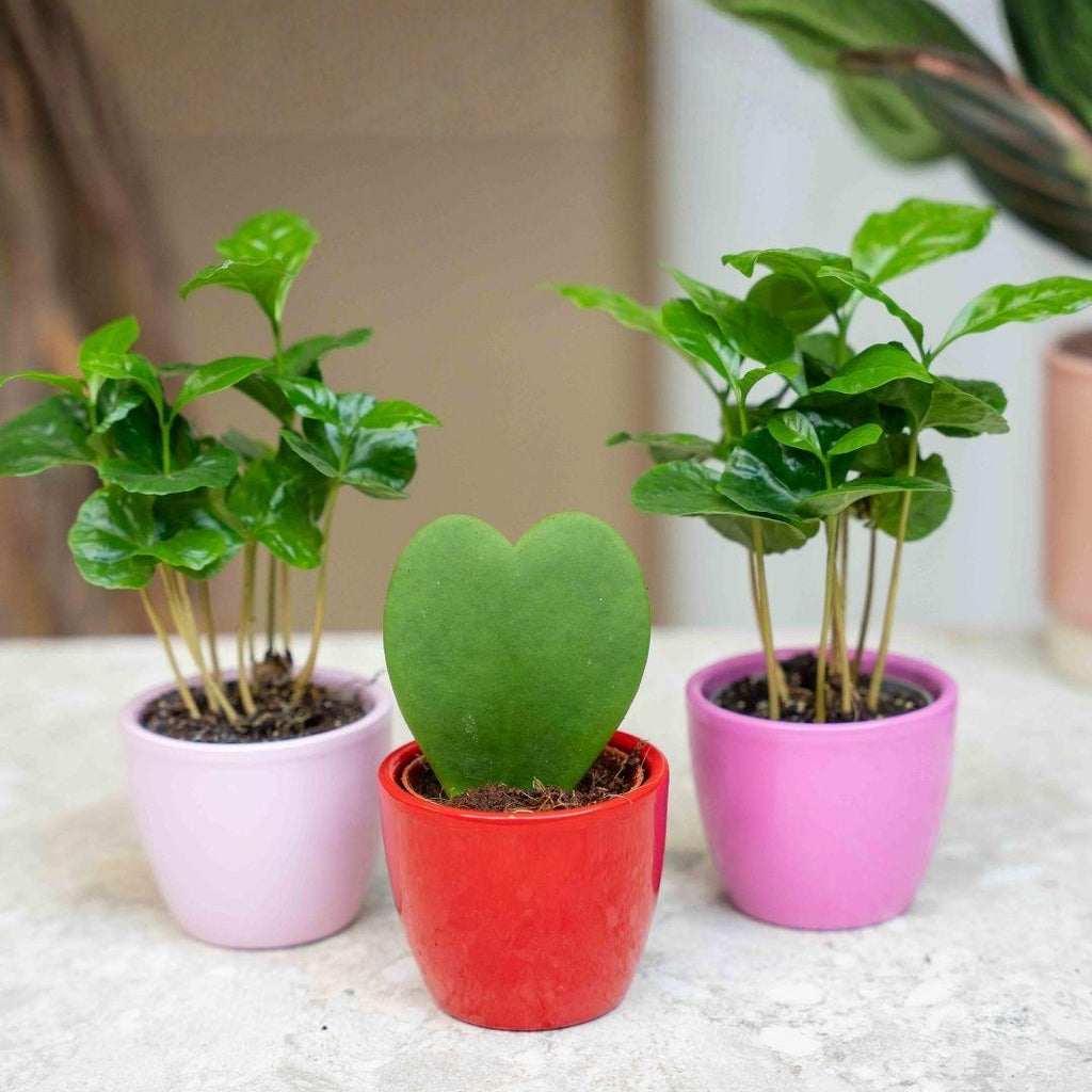 3× Coffea arabica (Kaffeepflanze) im Mini-Topf – Ø6 cm