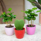 3× Coffea arabica (Kaffeepflanze) im Mini-Topf – Ø6 cm