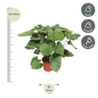 Homalomena Rubescens Maggy – Ø24 cm, 100 cm hoog