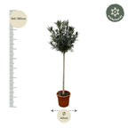 Nerium 'Oleander' standard – Ø40 cm, 170 cm high