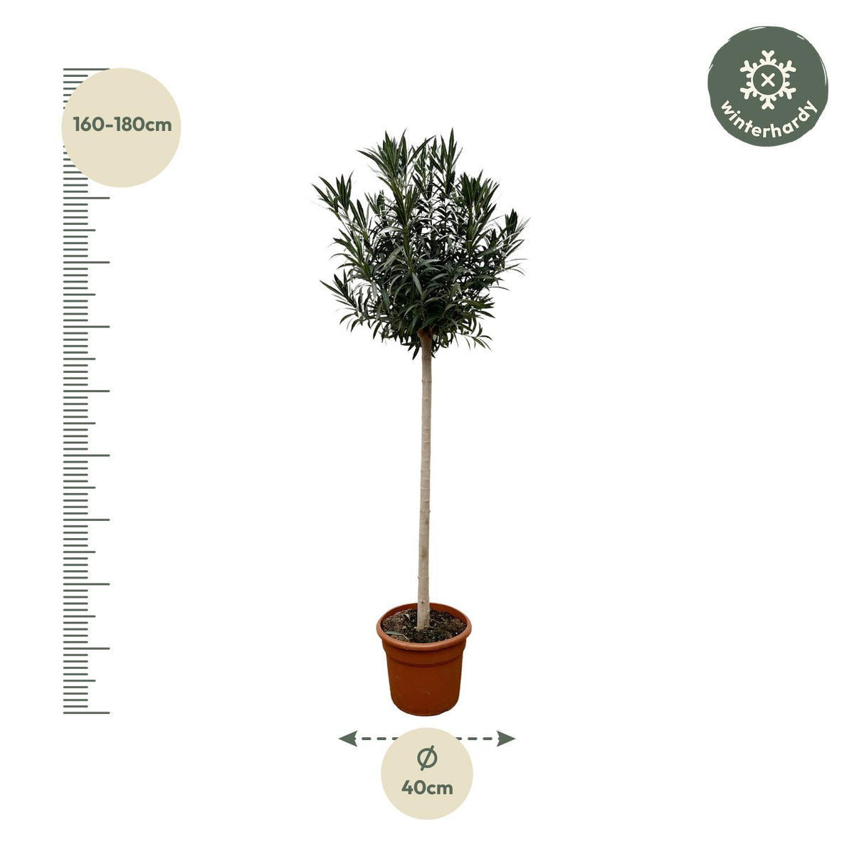 Nerium 'Oleander' standard – Ø40 cm, 170 cm high – photo 2