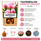 Tulpe 'Apricot Delight' – 20 Blumenzwiebeln (Zwiebelgröße 11/12)