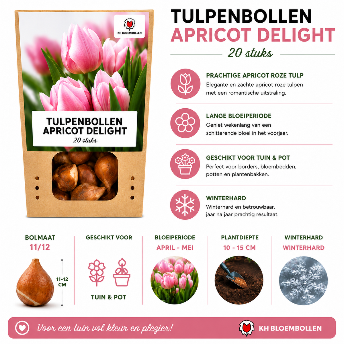 Tulipe 'Apricot Delight' – 20 bulbes (taille 11/12)