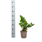 Zamioculcas zamiifolia (plante ZZ) – Ø 17 cm, 40–50 cm de haut