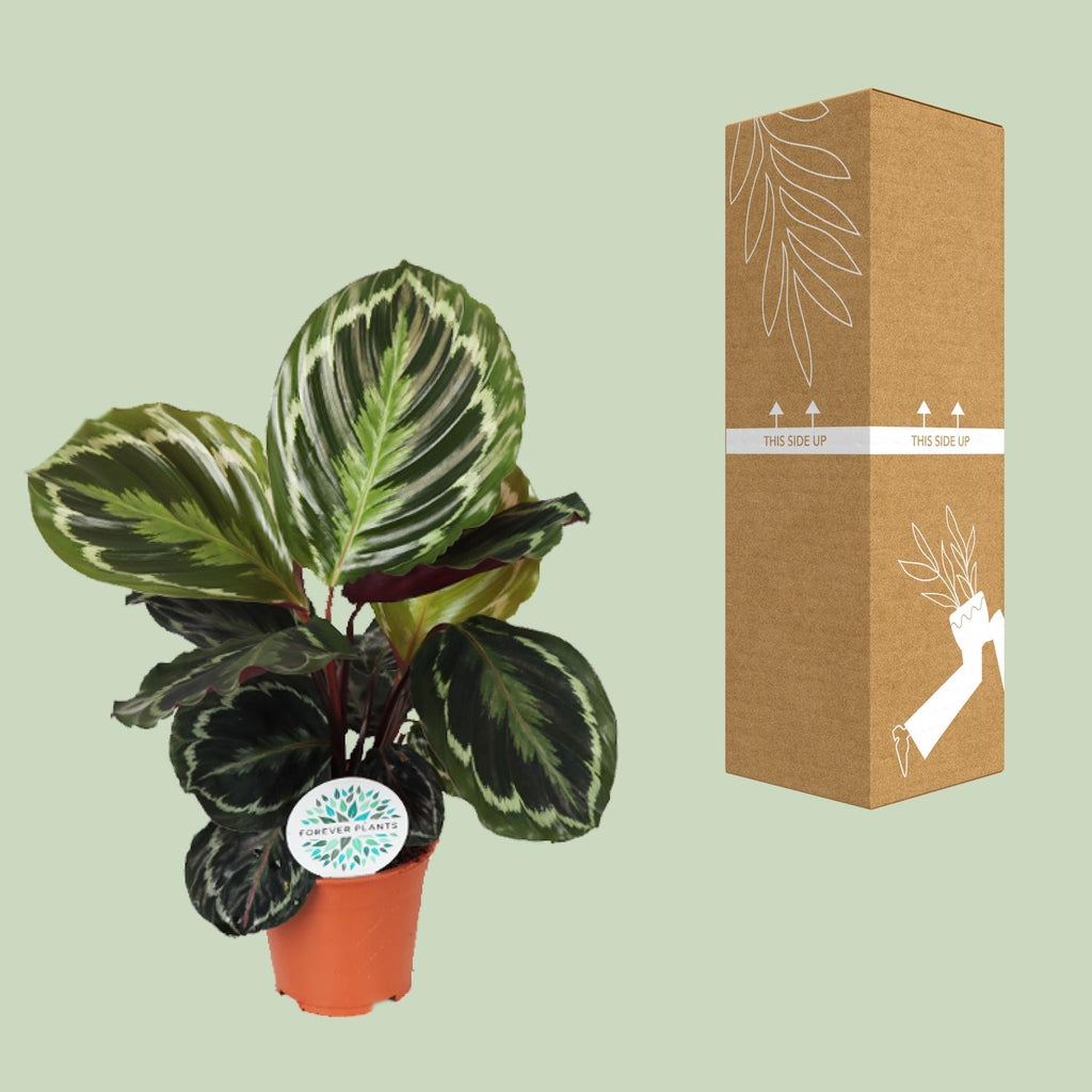 Calathea Medallion – Ø14 cm, 45 cm hoog