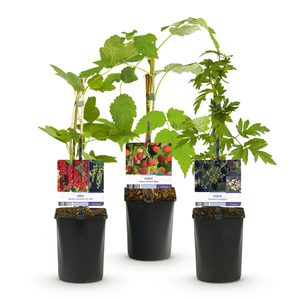Himbeere (Rubus idaeus) – 3 Pflanzen, Ø 11 cm, 40 cm hoch – Bild 2