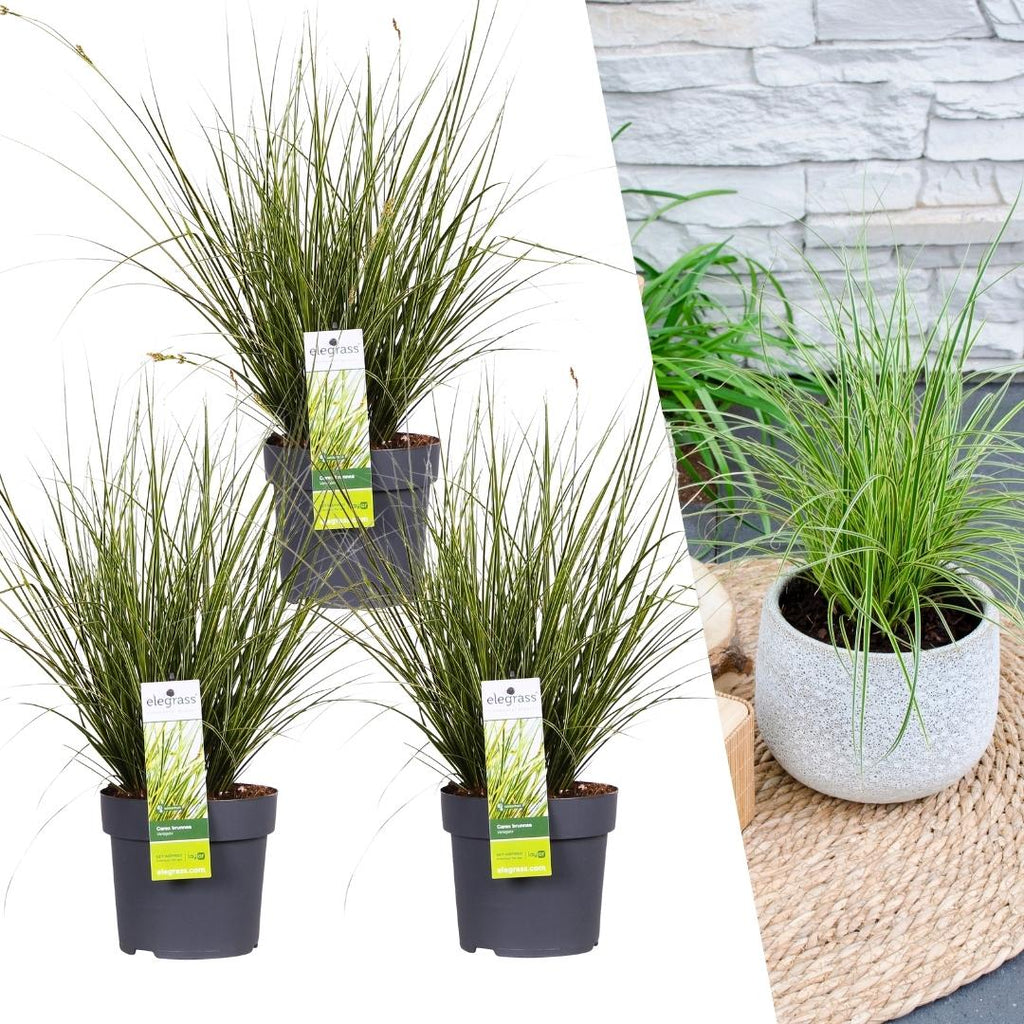 Carex brunnea variegata (zegge) – 3 planten, Ø14 cm, 25 cm hoog